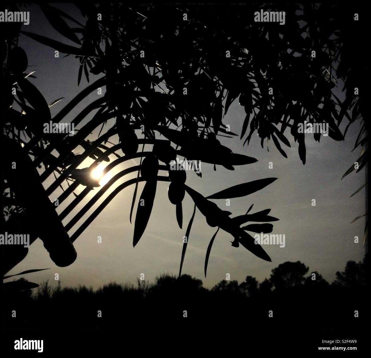 Harvesting Spanish Empeltre olives for olive oil, Catalonia, Spain. - Smartphone Captured Stock Image