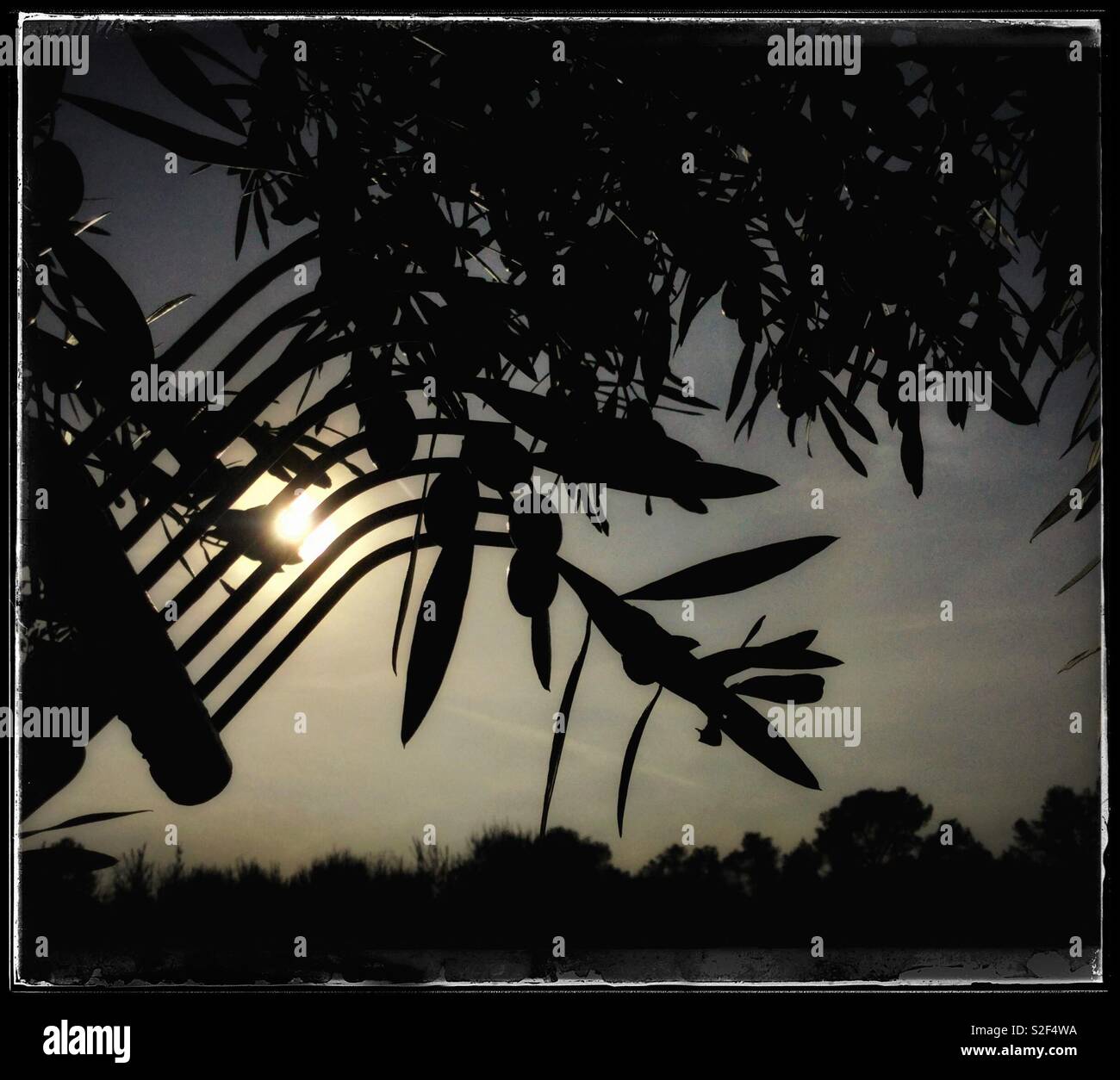 Harvesting Spanish Empeltre olives for olive oil, Catalonia, Spain. - Smartphone Captured Stock Image