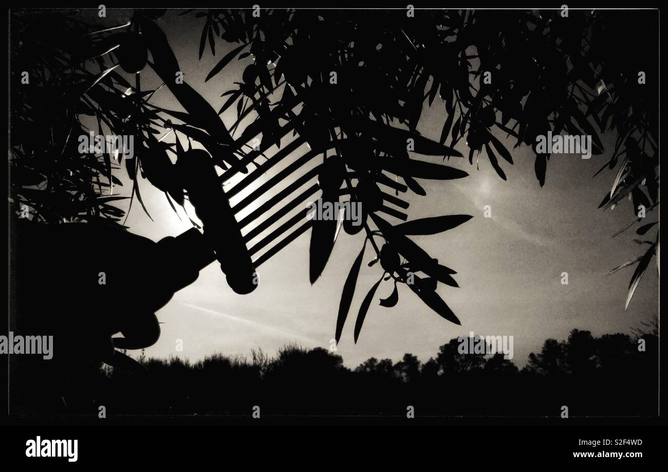 Harvesting Spanish Empeltre olives for olive oil, Catalonia, Spain. - Smartphone Captured Stock Image