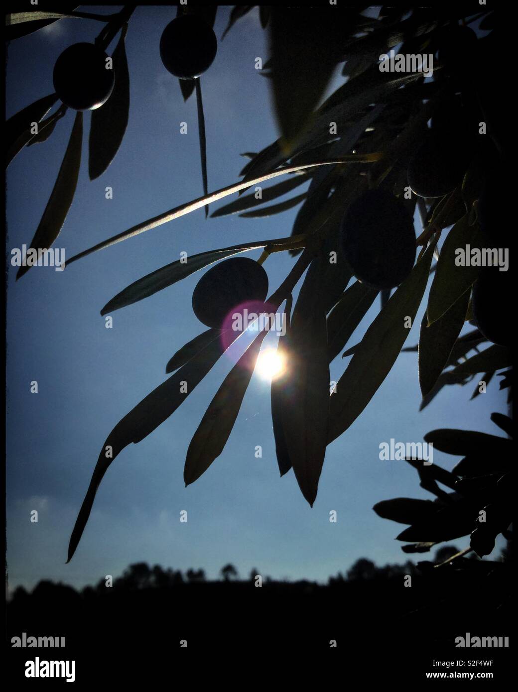 Spanish Empeltre olives, Catalonia, Spain. - Smartphone Captured Stock Image