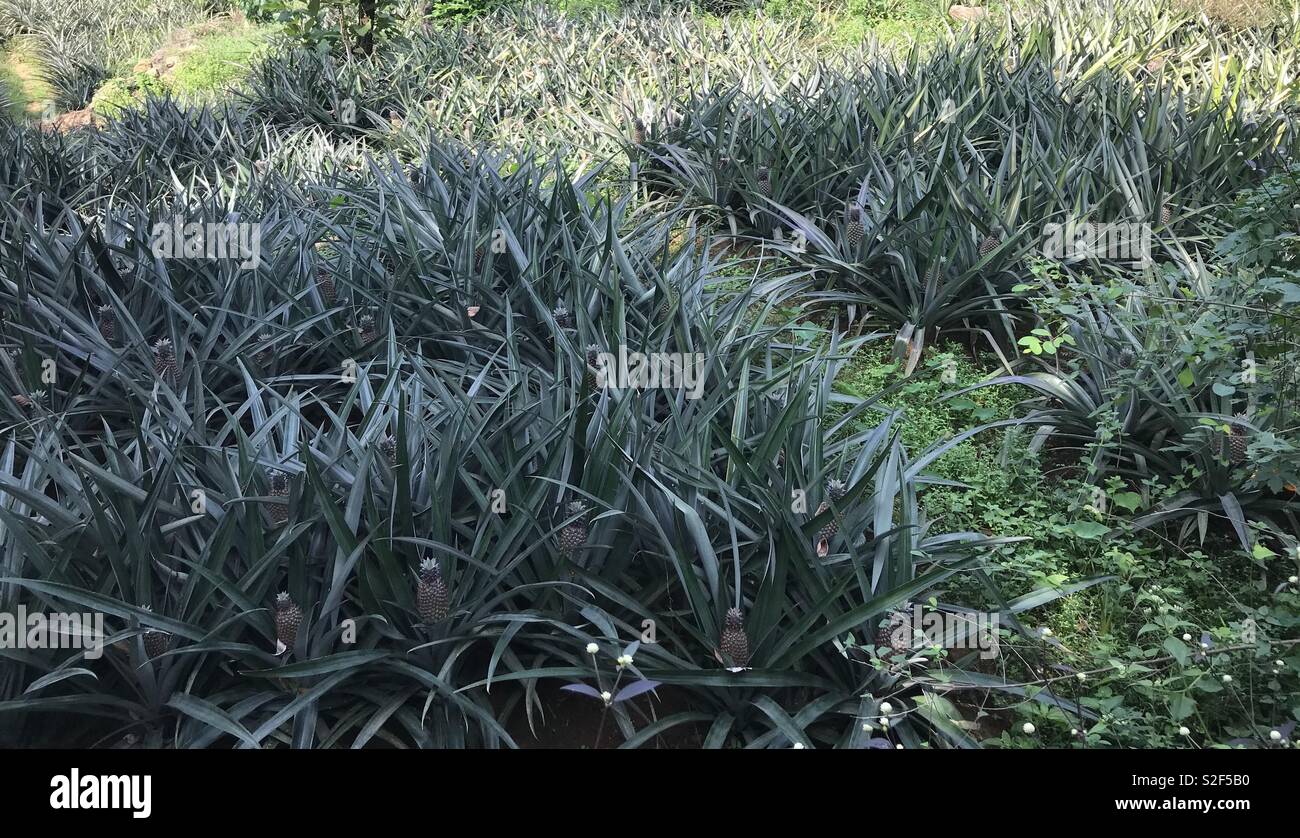 Pineapple plantation in India Stock Photo Alamy
