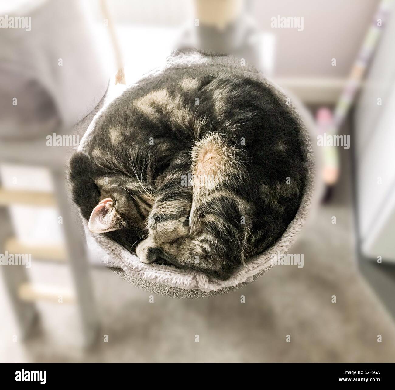 Tabby cat curled up sleeping hires stock photography and images Alamy