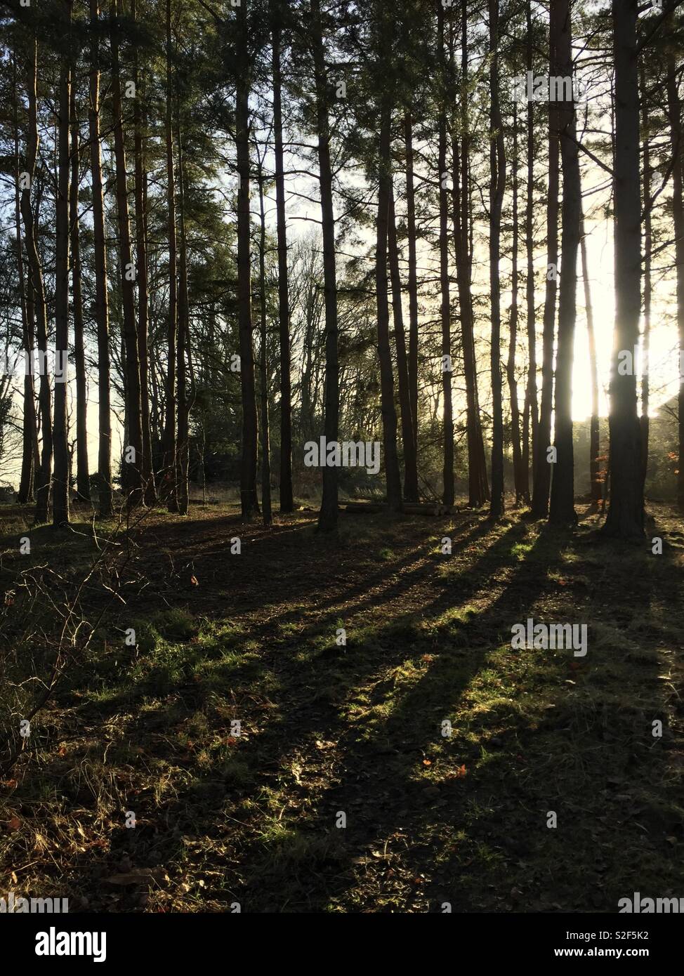 Evening sunlight filtering through a wood, giving the trees long shadows Stock Photo