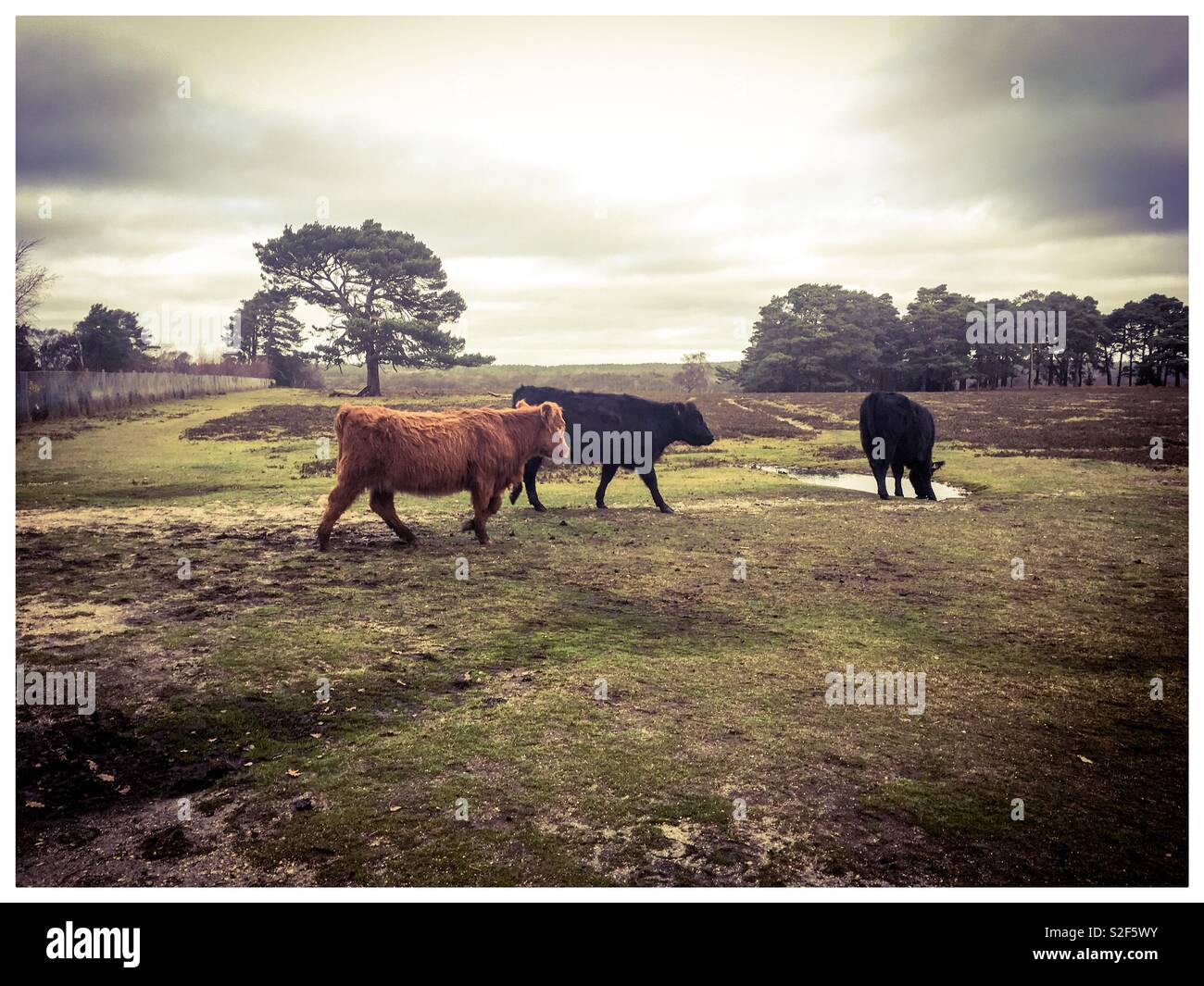 Cows on the New Forest in Hampshire Stock Photo - Alamy
