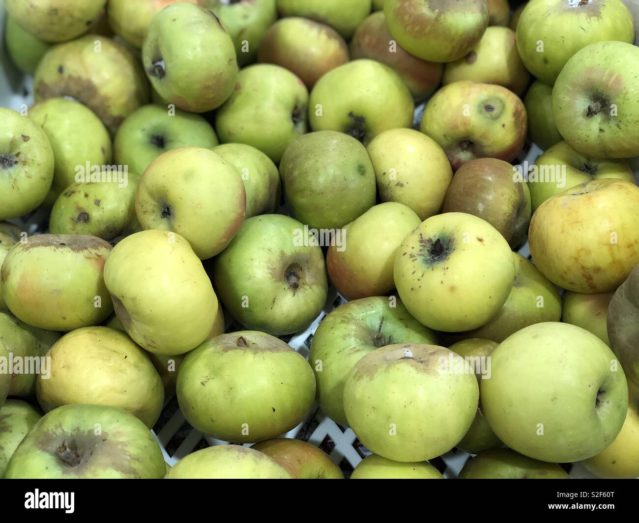Pink apples from Sibillini mountains, Marche region, Italy Stock Photo