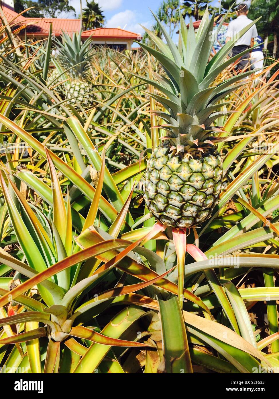 Growing pineapples hires stock photography and images Alamy