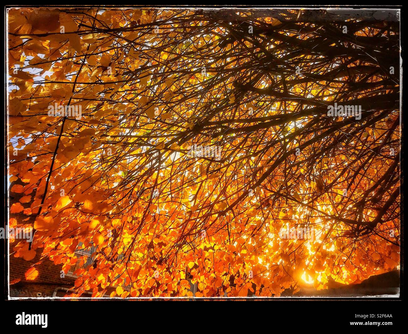 Autumn - Smartphone Captured Stock Image