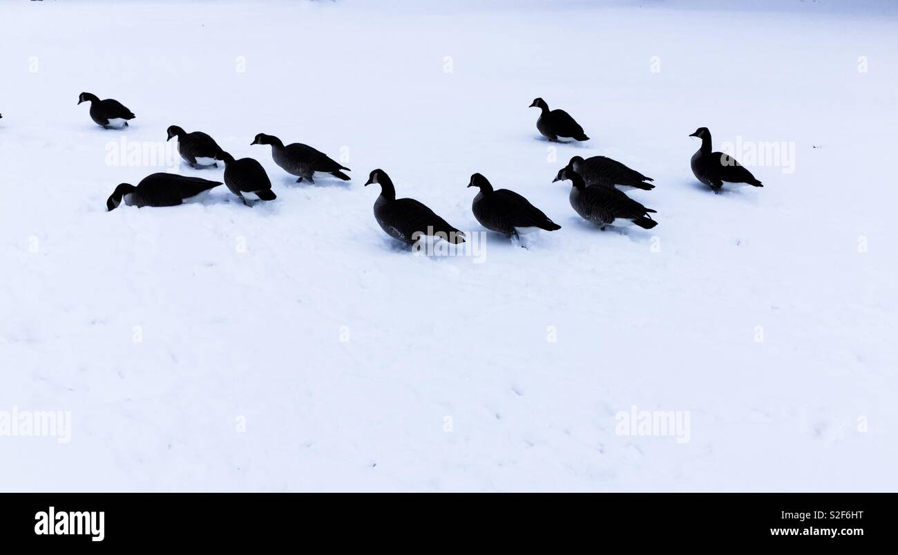 Canada Geese in fresh snow Stock Photo