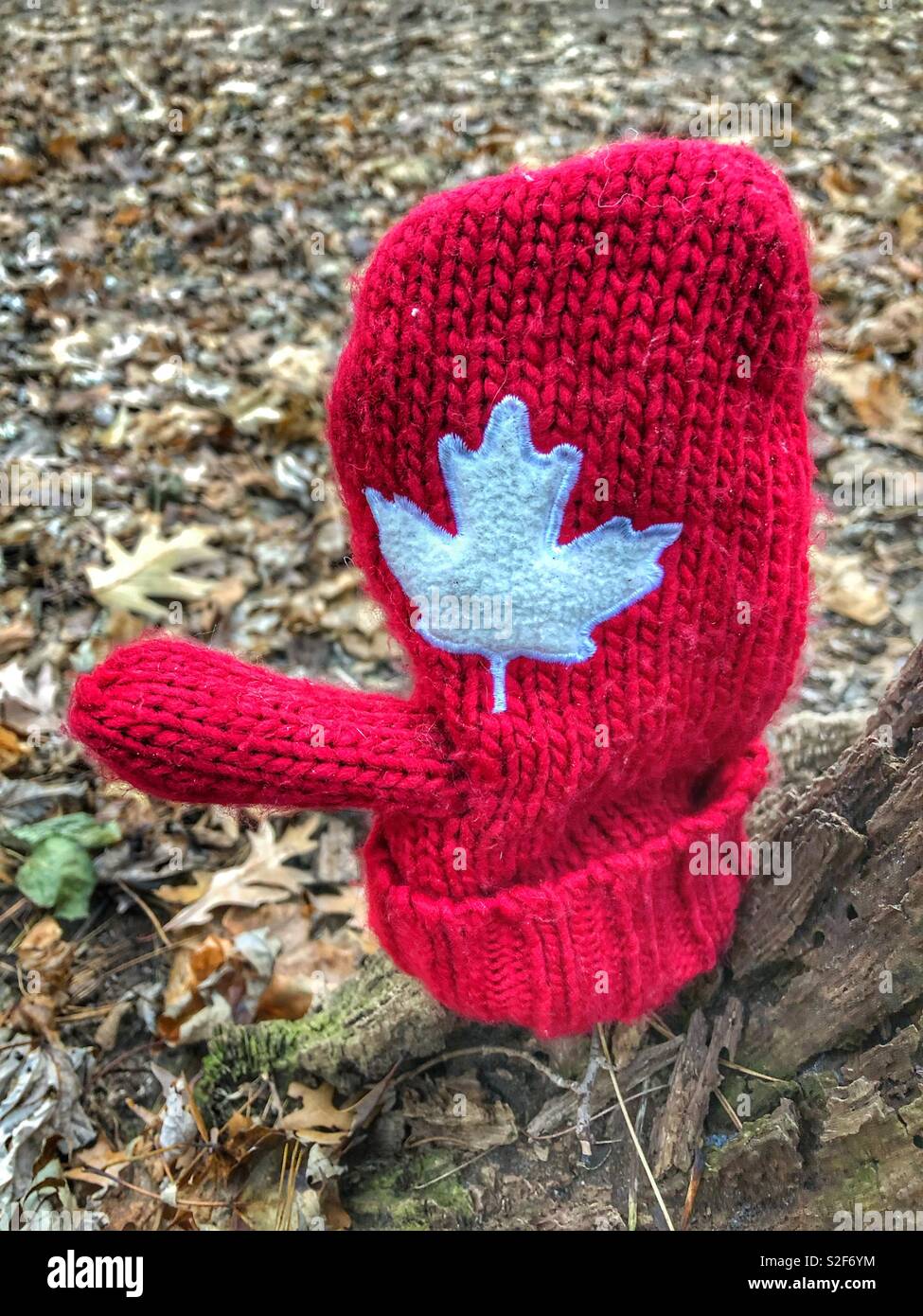 A close up of a lost red mitten with a white Maple leaf on the ground in the woods. - Smartphone Captured Stock Image