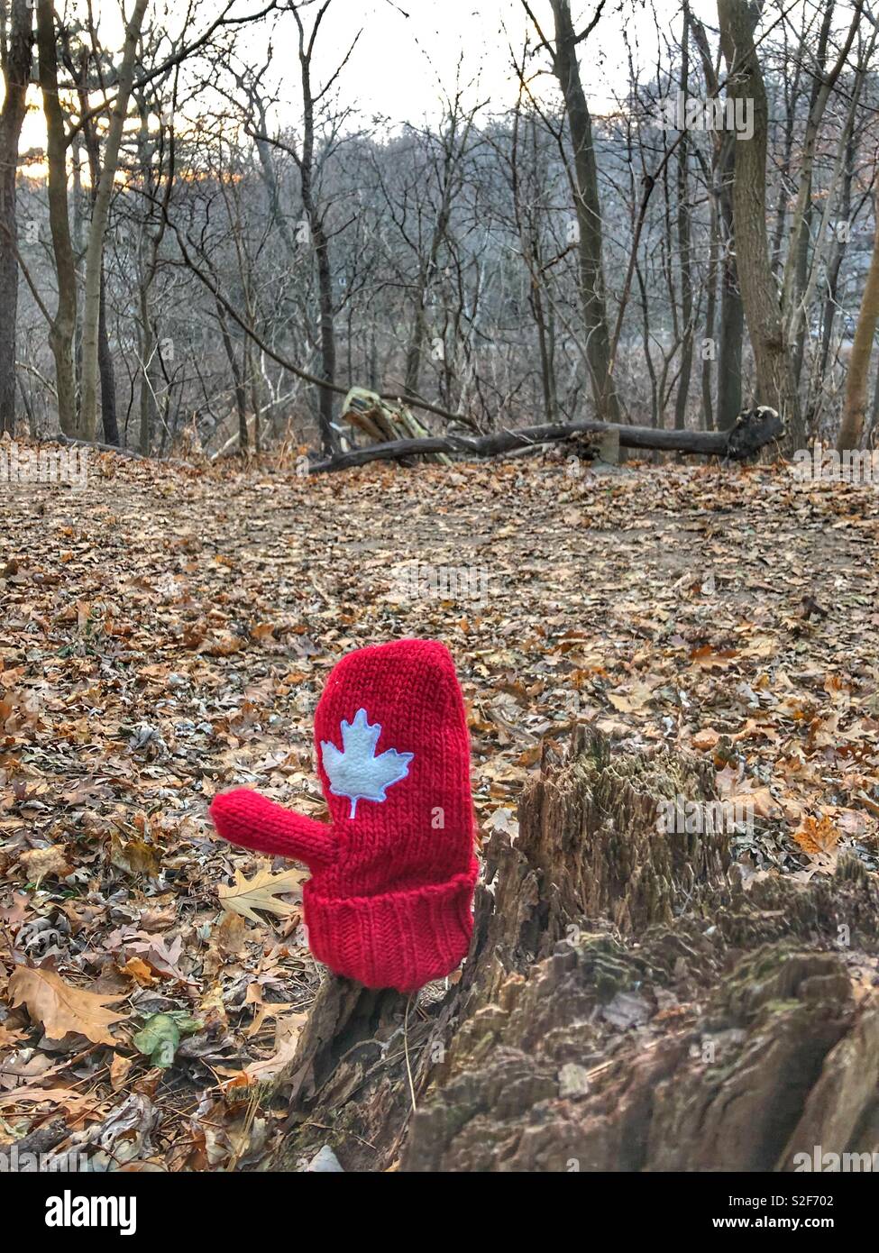 A lost red mitten placed on a tree stump in the woods. - Smartphone Captured Stock Image
