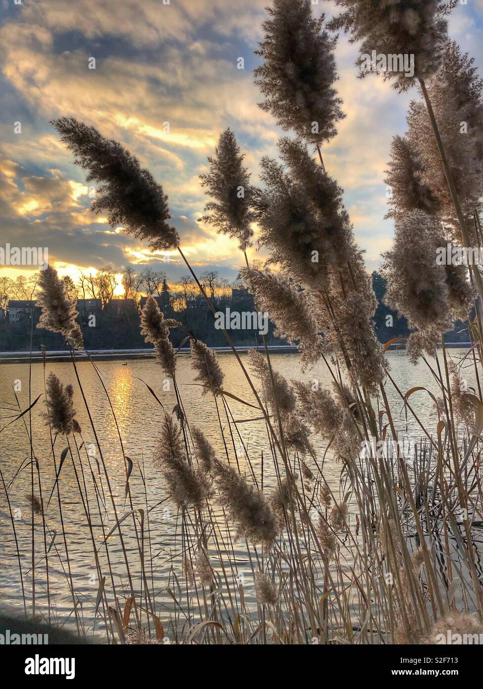 Plants swaying in the wind as the sun sets over the pond in autumn. Stock Photo