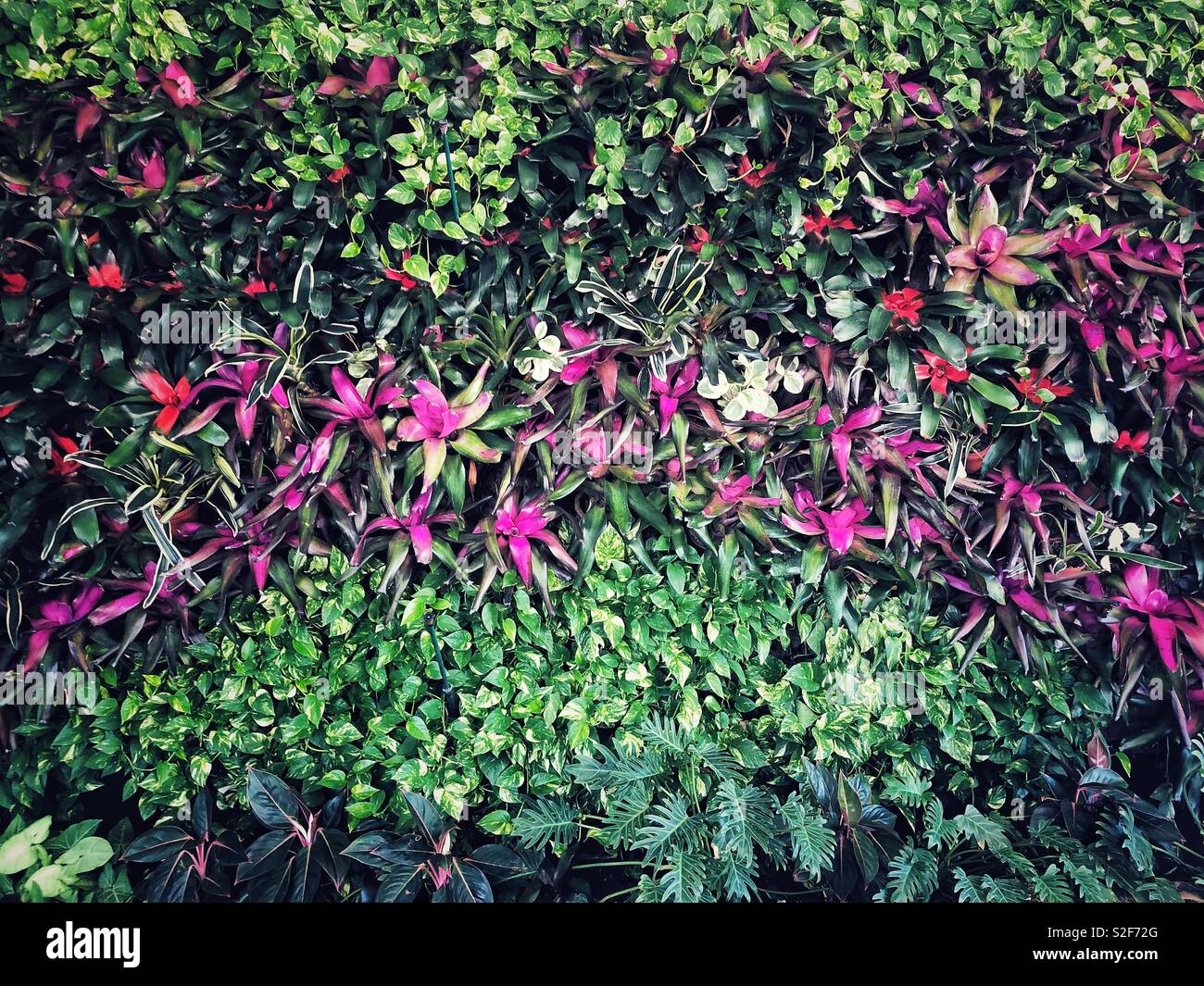 Wall of tropical plants covering Dali museum in Saint Petersburg, Florida Stock Photo