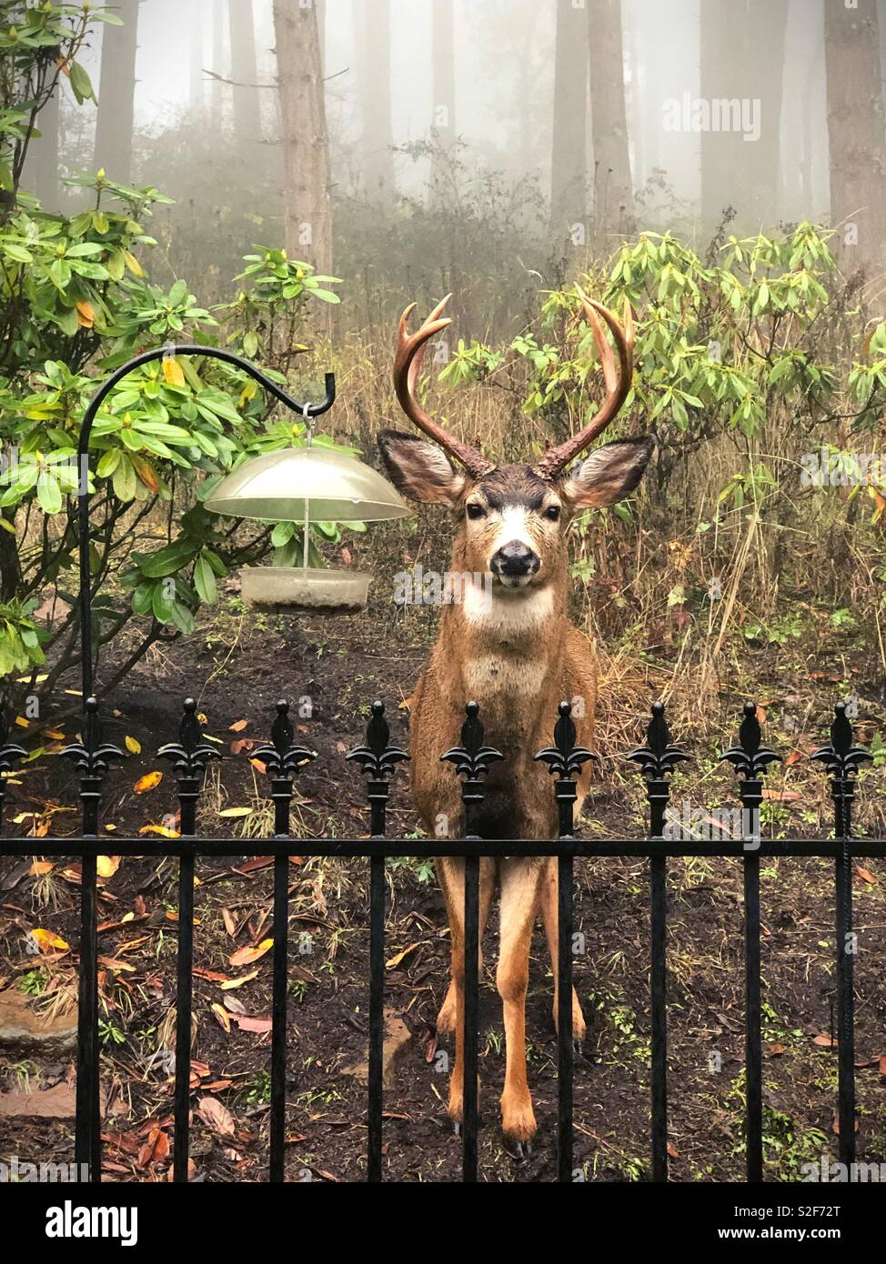 A large buck standing next to a bird feeder in a back yard in Eugene