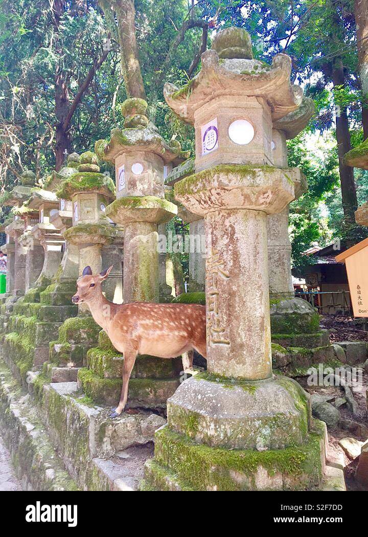 Deers of Nara Temple Stock Photo
