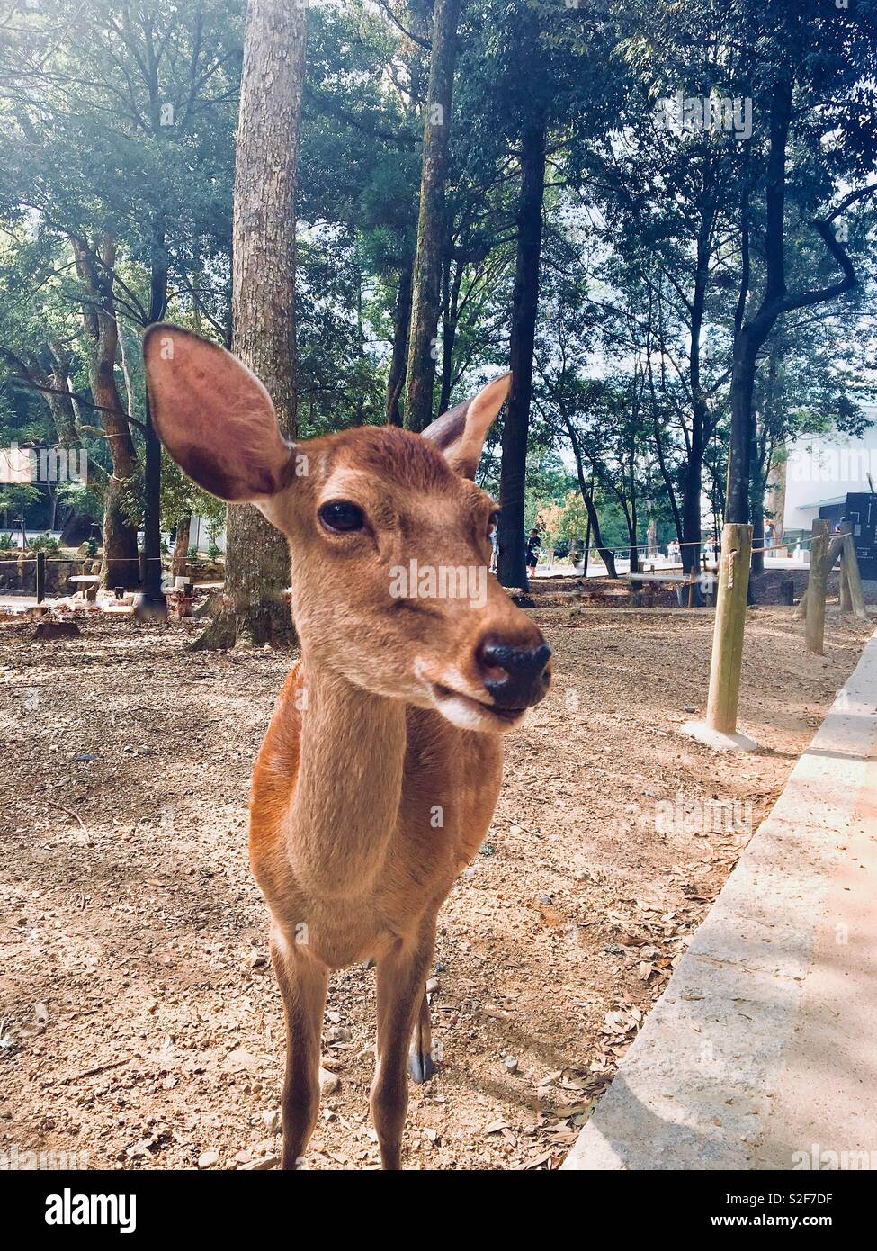Nara Deer Portrait Stock Photo