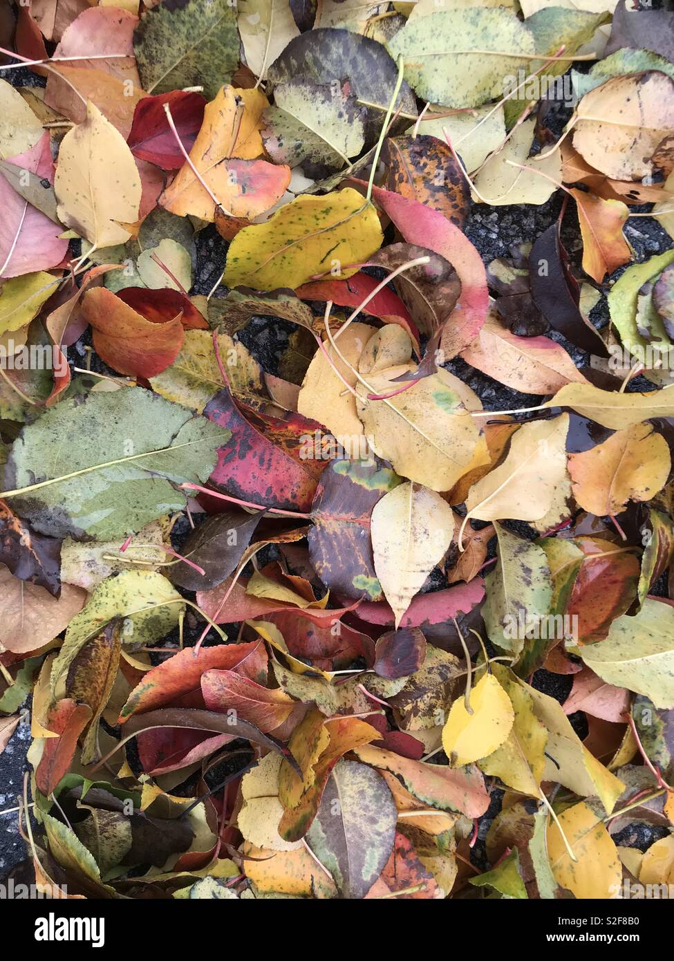 Autumn leaves fall on the ground in December Stock Photo