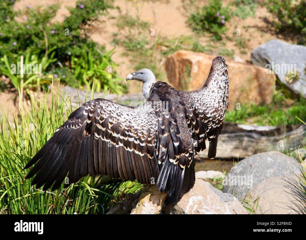 condor wingspan condor wingspan