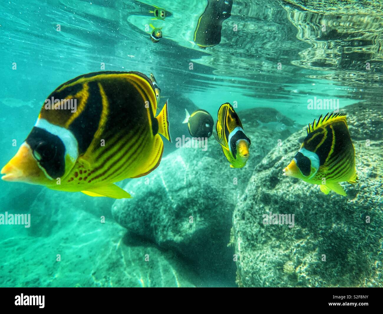Swimming with a school of Chaetodon lunula, Raccoon Butterflyfish, in Tahiti, French Polynesia Stock Photo