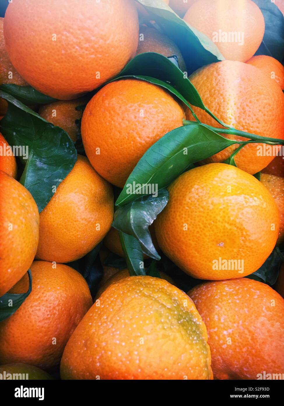 Sweet clementines. For sale in a grocery store produce section, New