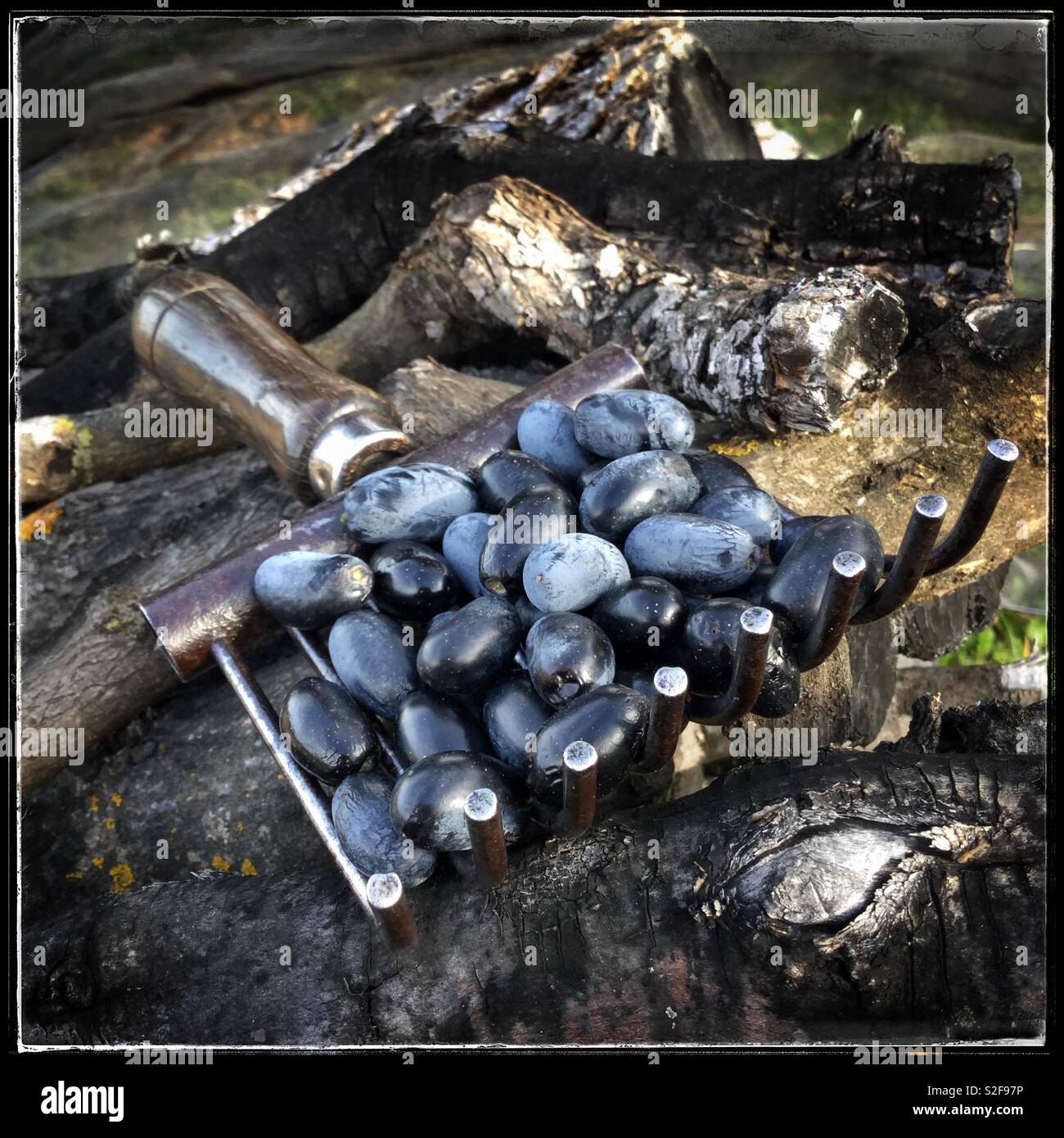 Farga olives resting on an antique harvesting tool, Catalonia, Spain. - Smartphone Captured Stock Image