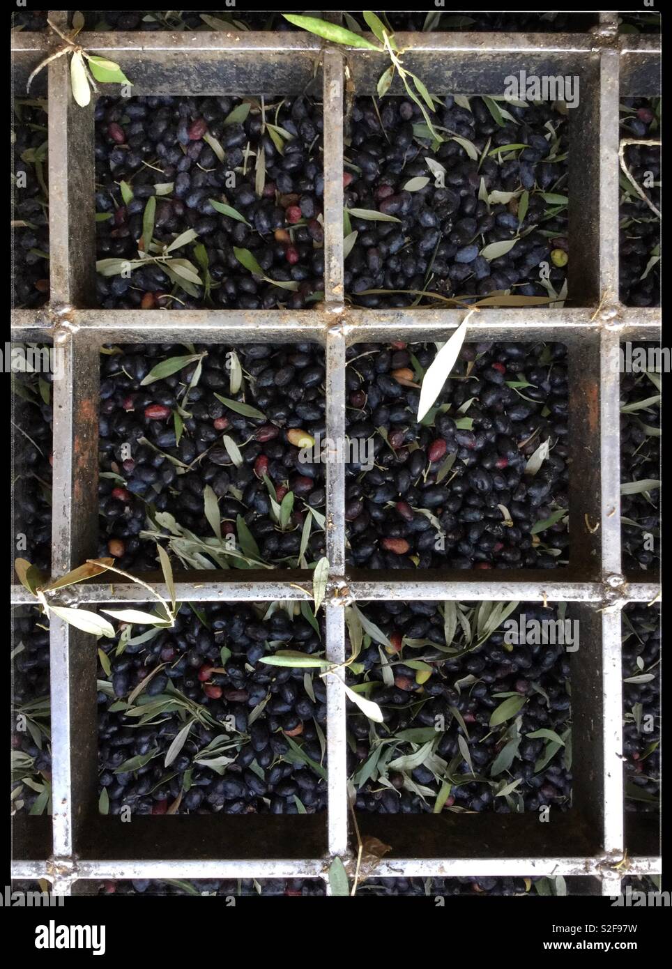 Empeltre olives harvested for extra virgin olive oil going into the mill for processing, Catalonia, Spain. - Smartphone Captured Stock Image