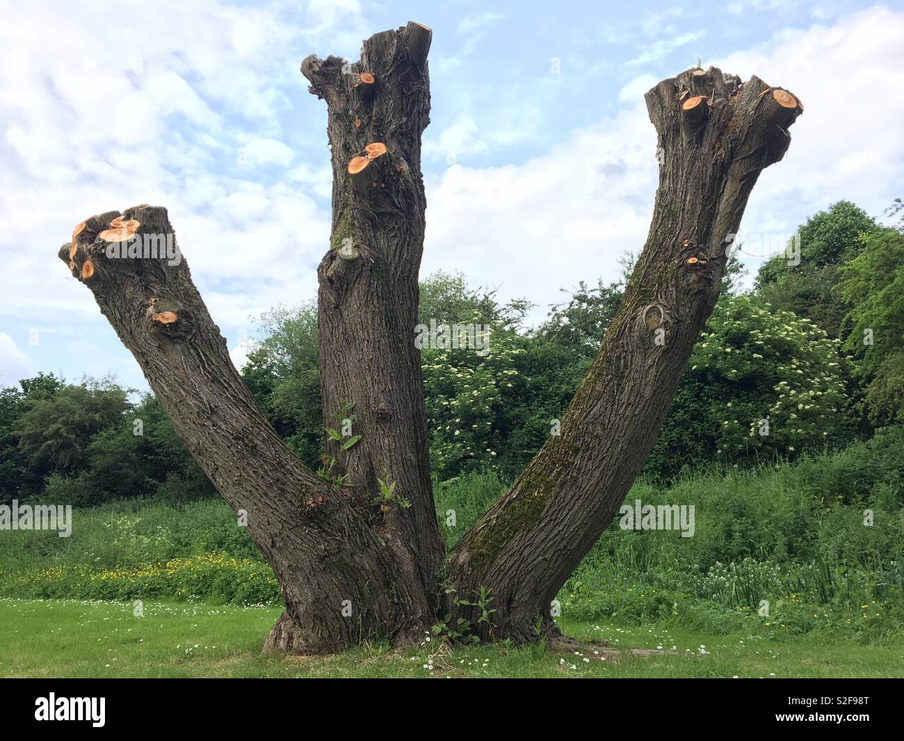 Pruned tree pruning hires stock photography and images Alamy