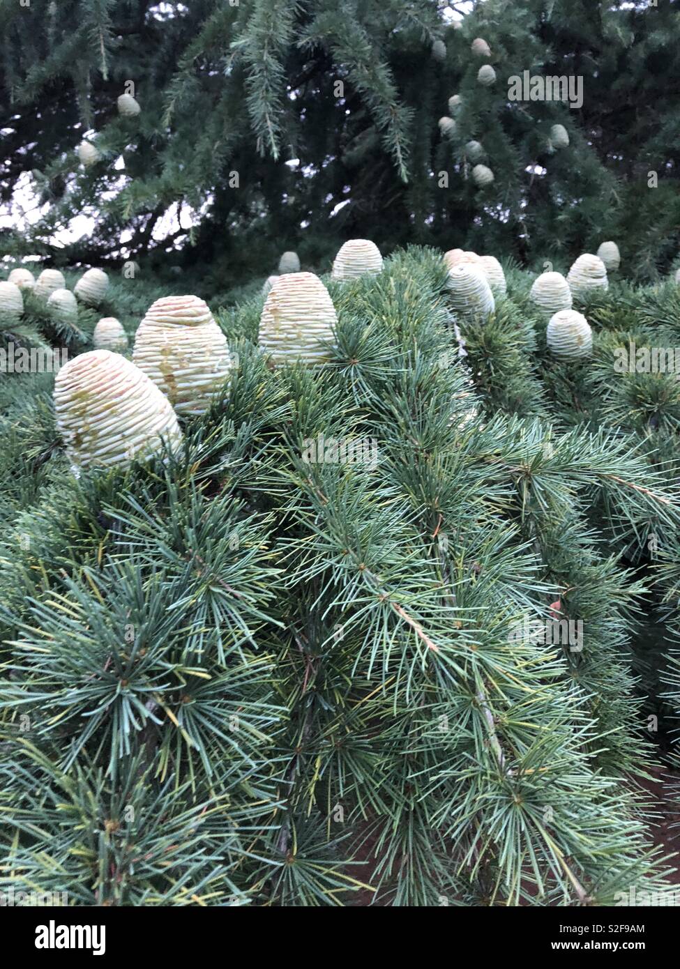 Fresh pine cones Stock Photo Alamy
