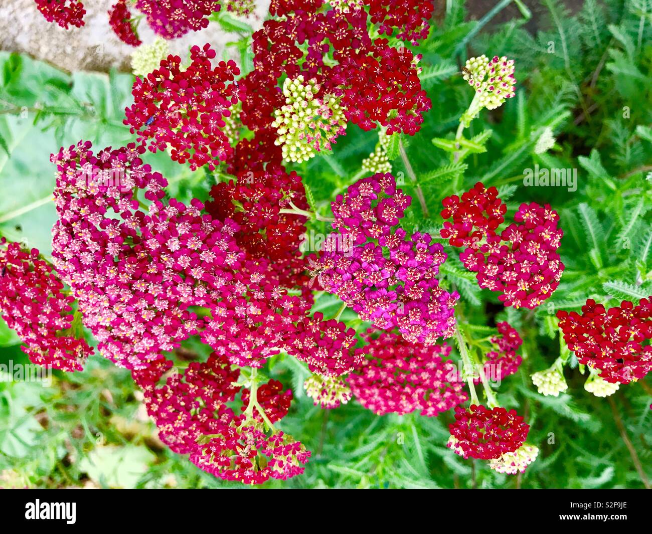 Red yarrow Stock Photo