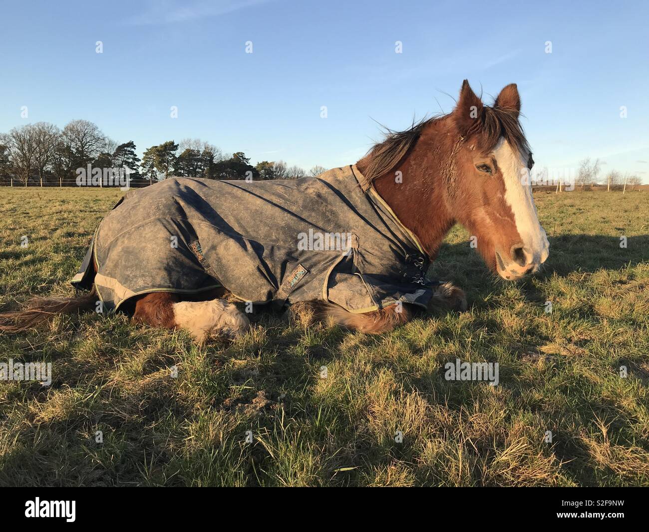 Lying Horse Stock Photos & Lying Horse Stock Images Alamy