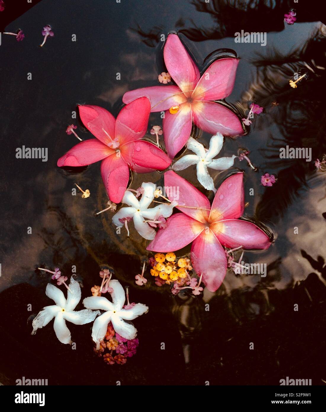 Flowers in water Stock Photo Alamy