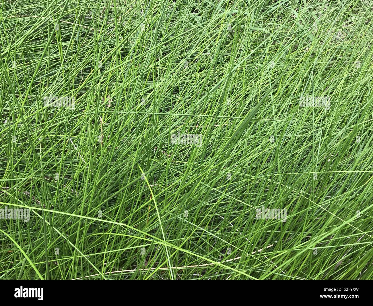Thin long green plant. Stock Photo
