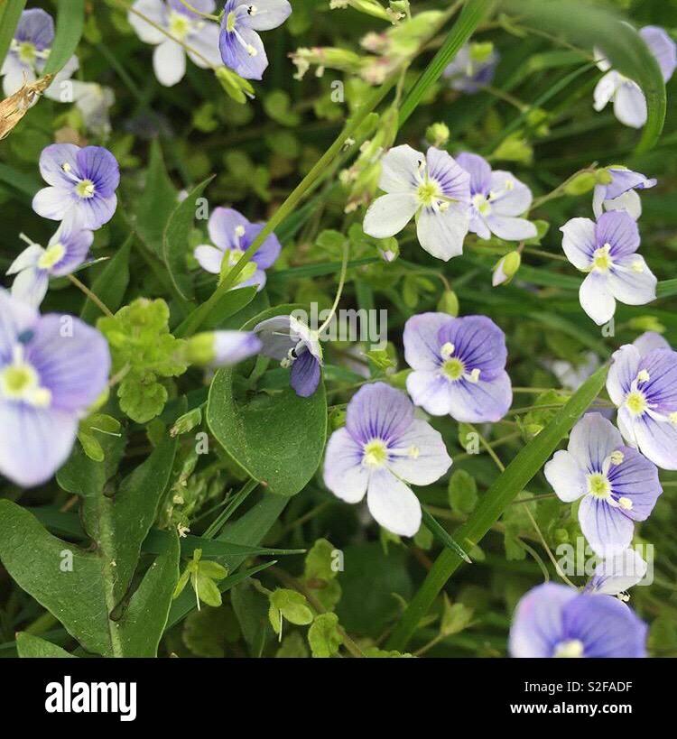 Cute purple flowers hi-res stock photography and images - Alamy