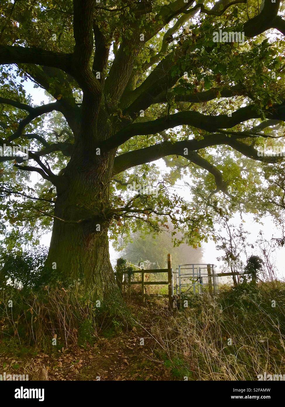 Ancient oak tree Stock Photo