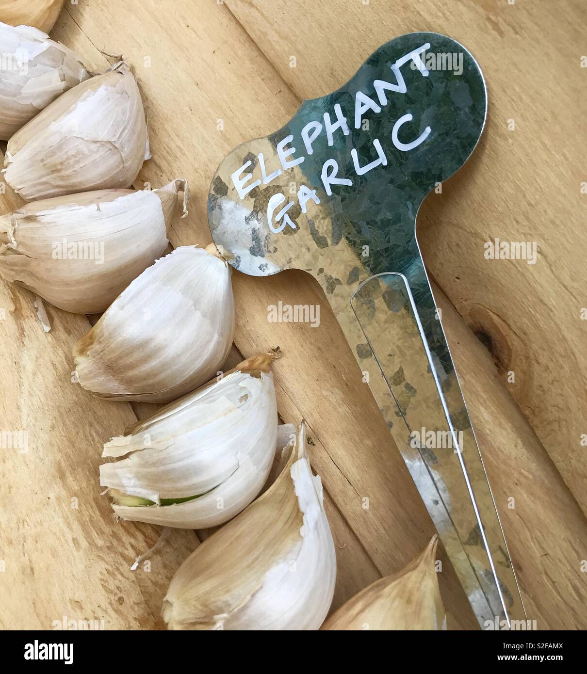 Elephant garlic Stock Photo