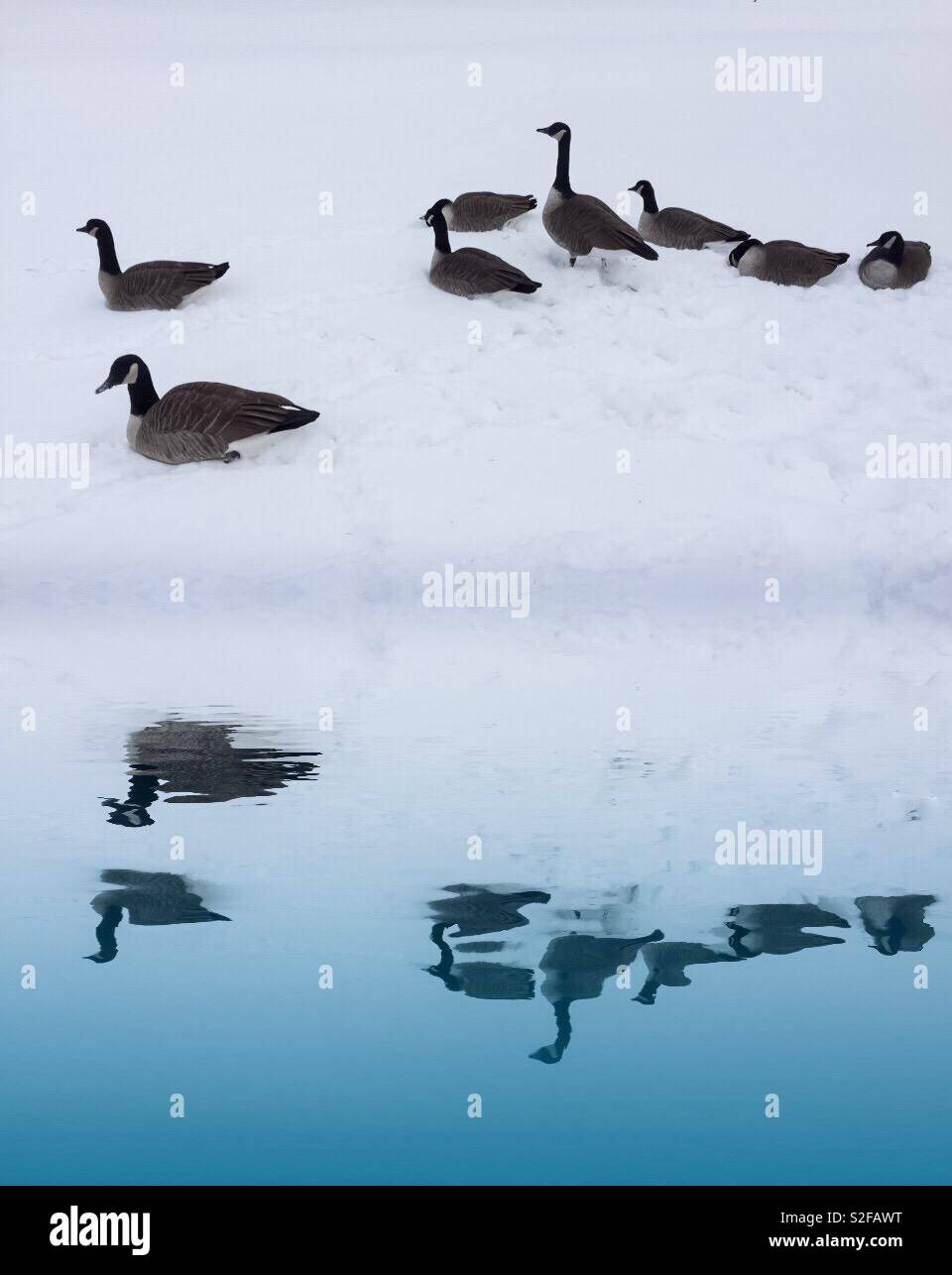 Canada Geese in a winter landscape - Smartphone Captured Stock Image