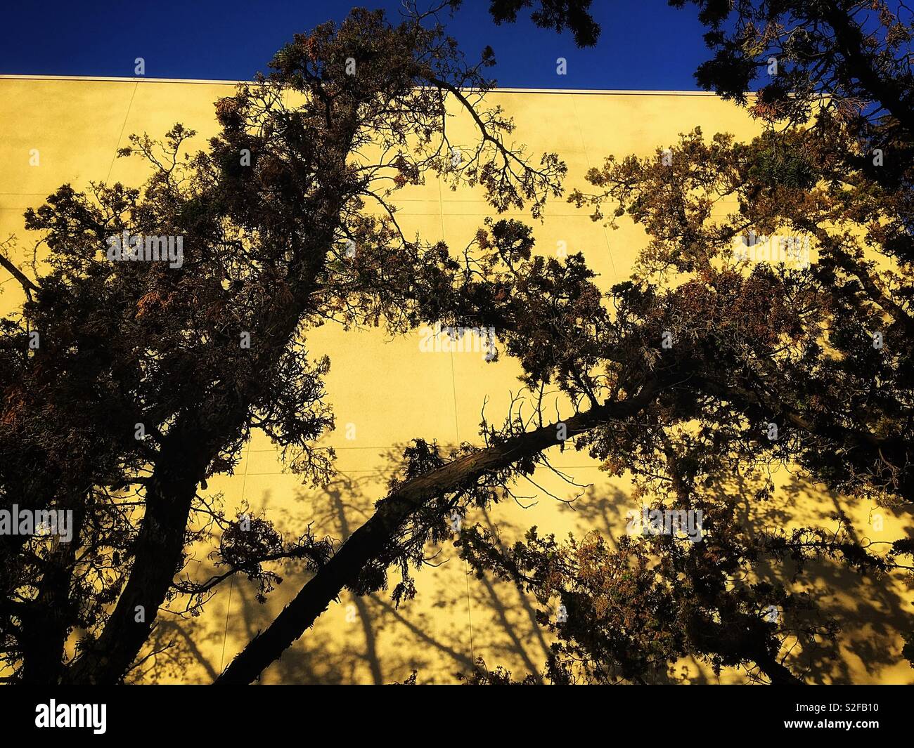 枯乾的油杉樹。The Keteleeria fortunei (Murr.) Carr in drought with the yellow building beyond the blue sky Stock Photo