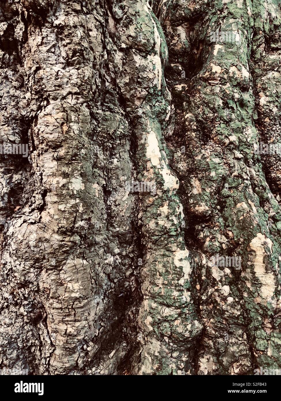 Old Tree bark close up - Smartphone Captured Stock Image