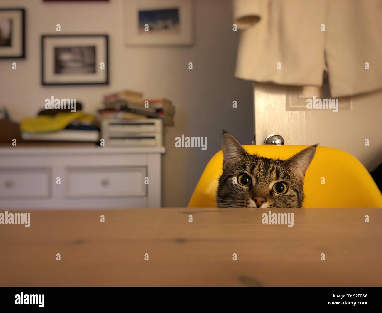 A Curious Cat Sitting On A Yellow Chair Looking Over A Dining Table Stock Photo Alamy