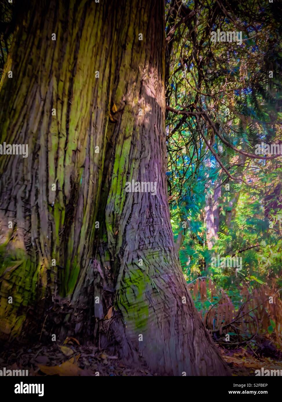 Manipulated photo of large cedar tree in Seattle - Smartphone Captured Stock Image