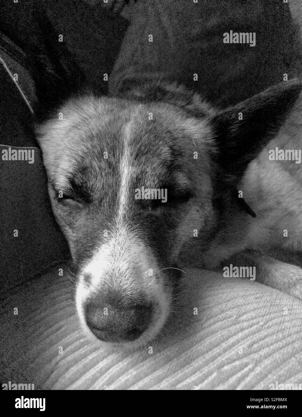 Sleeping dog Stock Photo