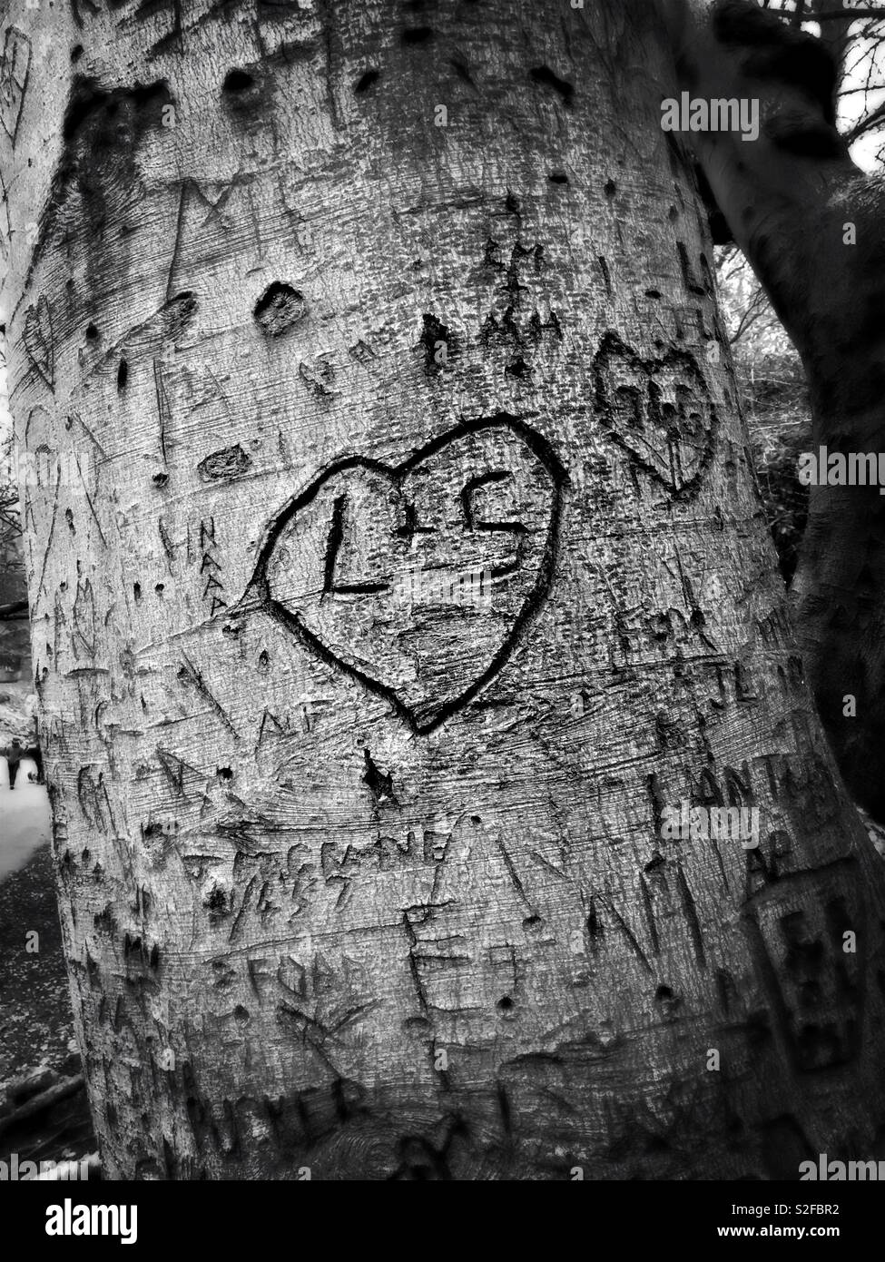 Initials in heart carved into tree trunk Stock Photo