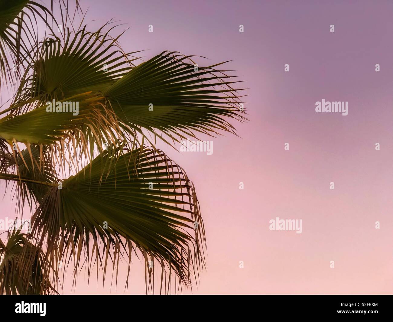 Palm tree leaves and pink sunset skies - Smartphone Captured Stock Image