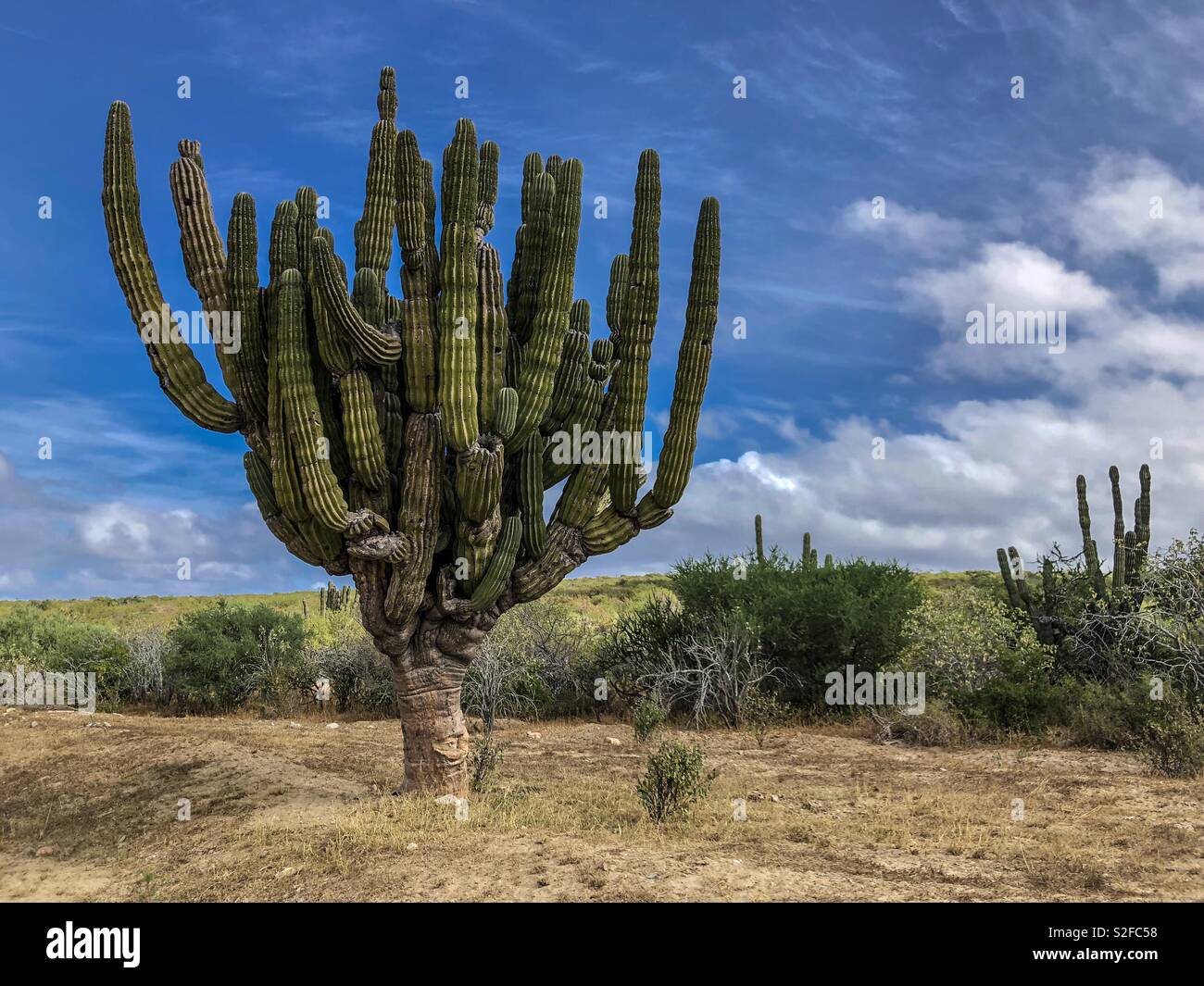 Cardon cacti (Pachycereus pringlei) cactus, also known as Mexican giant cardon or elephant cactus, Baja California, Mexico, Latin America Stock Photo