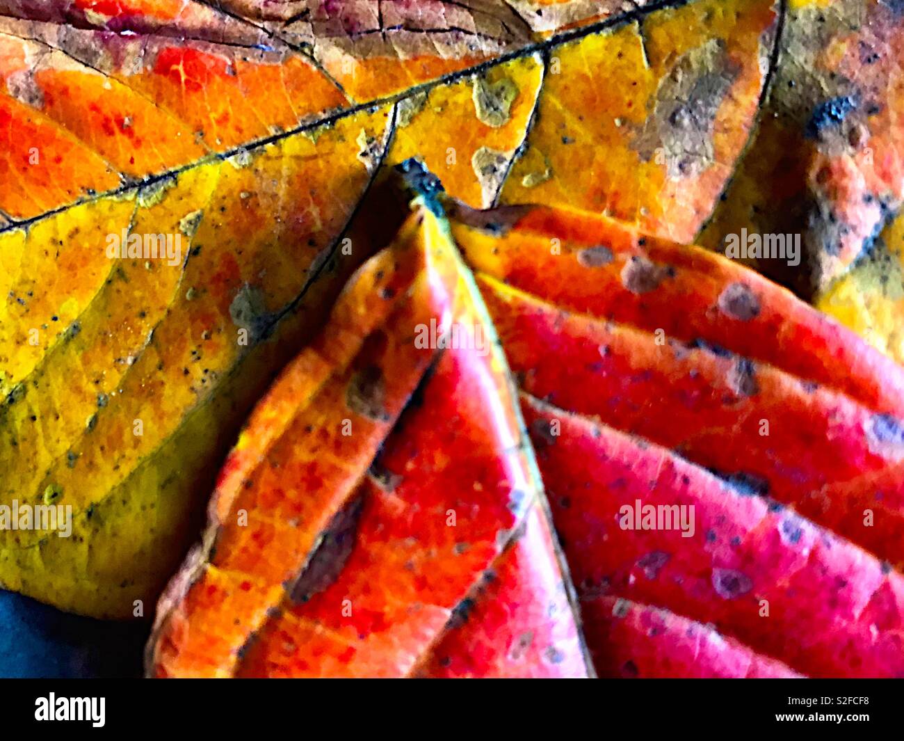 Closeup, colorful fall leaves Stock Photo