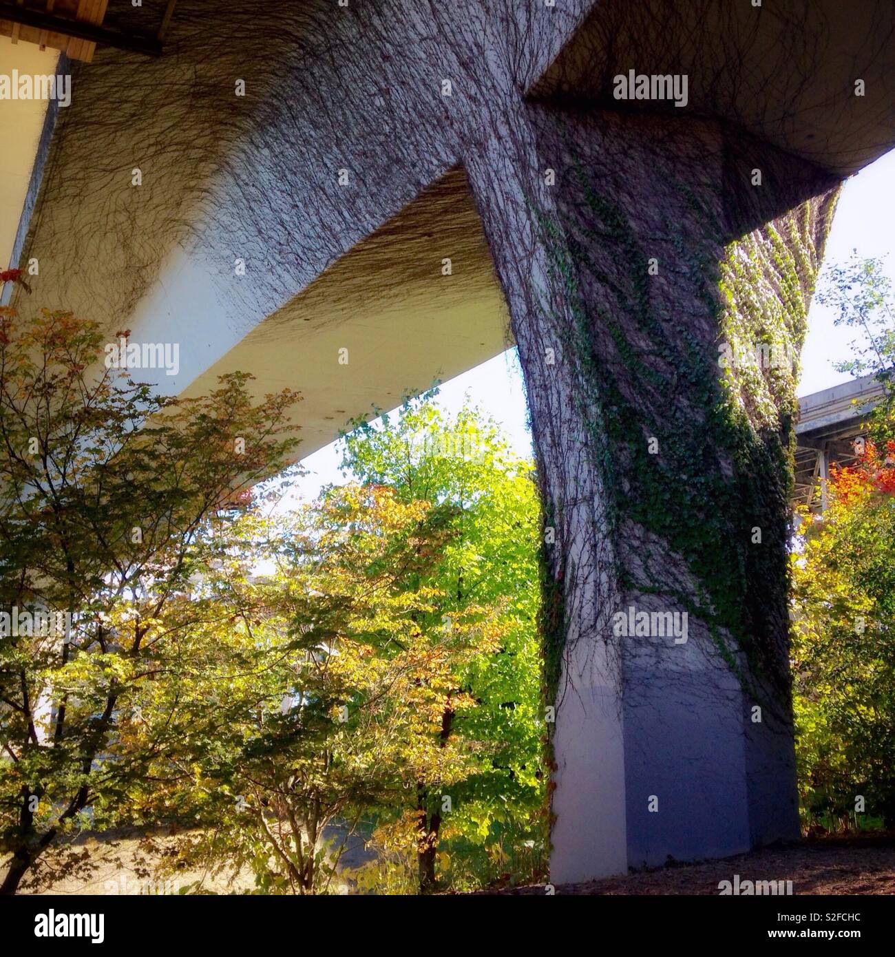 Light and shadow plays on October foliage underneath the I-90 bridge at Lake Washington in Seattle - Smartphone Captured Stock Image