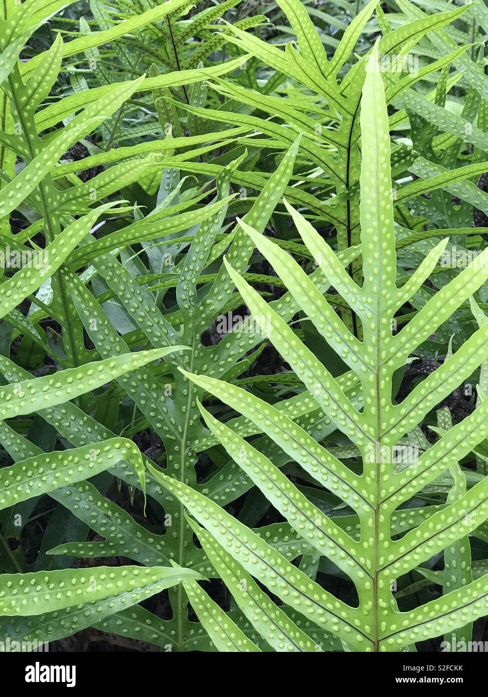 A thick collection of fern leaves is shown up close along a hiking path in a tropical forest during the day. Stock Photo