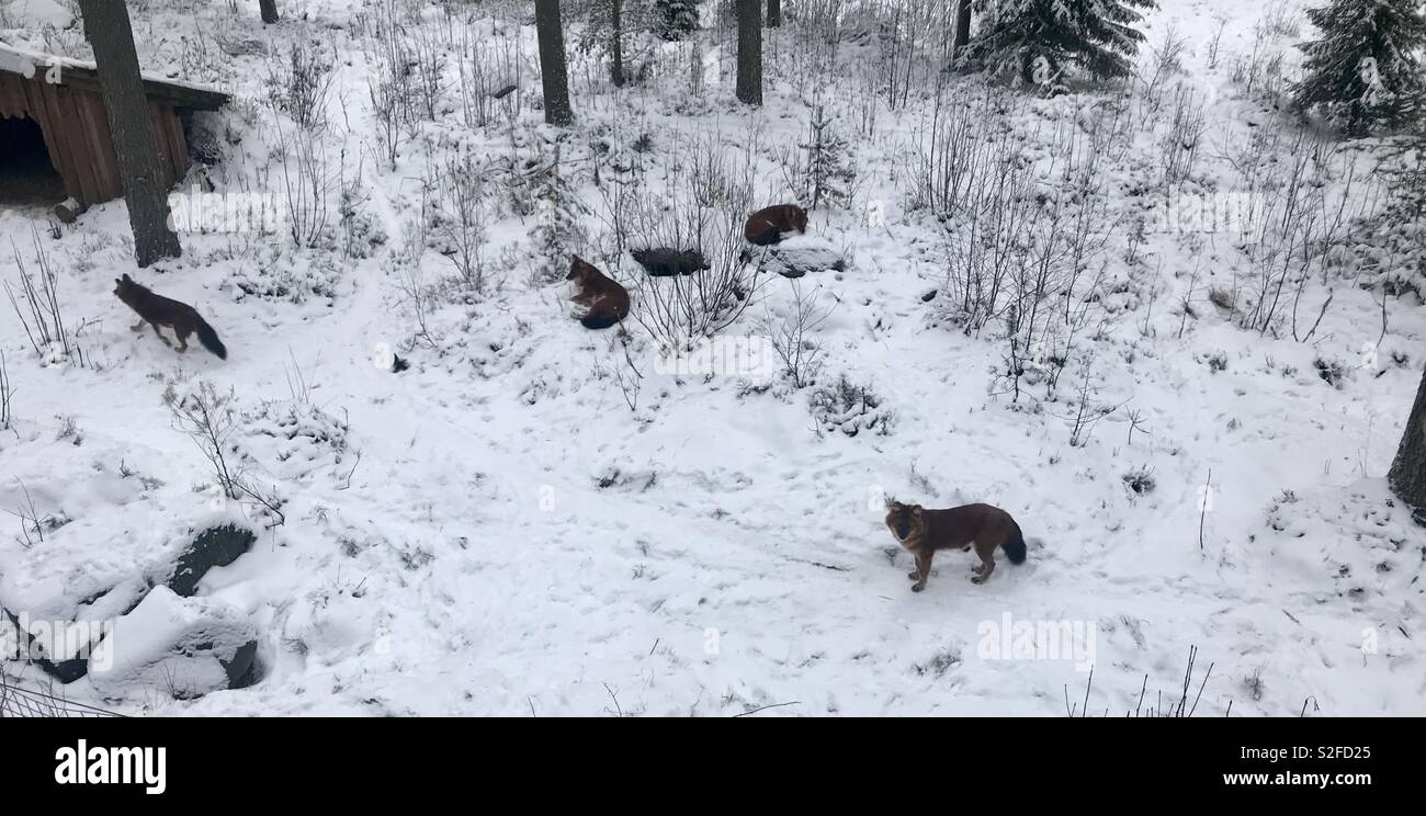 Dhole at Ranua zoo. Lapland - Smartphone Captured Stock Image