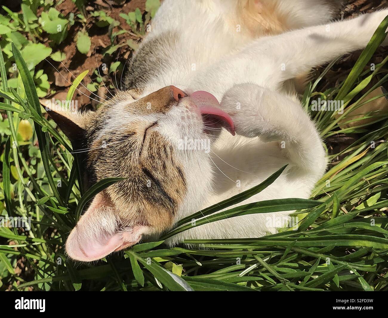 Adult white tabby cat cleaning front paw - Smartphone Captured Stock Image