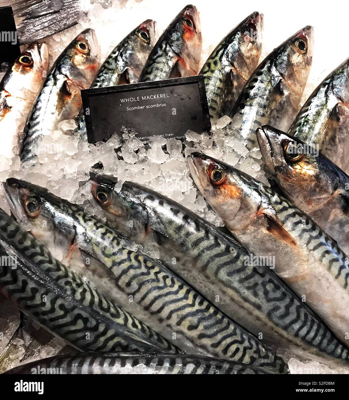 Fresh mackerel on ice - Smartphone Captured Stock Image