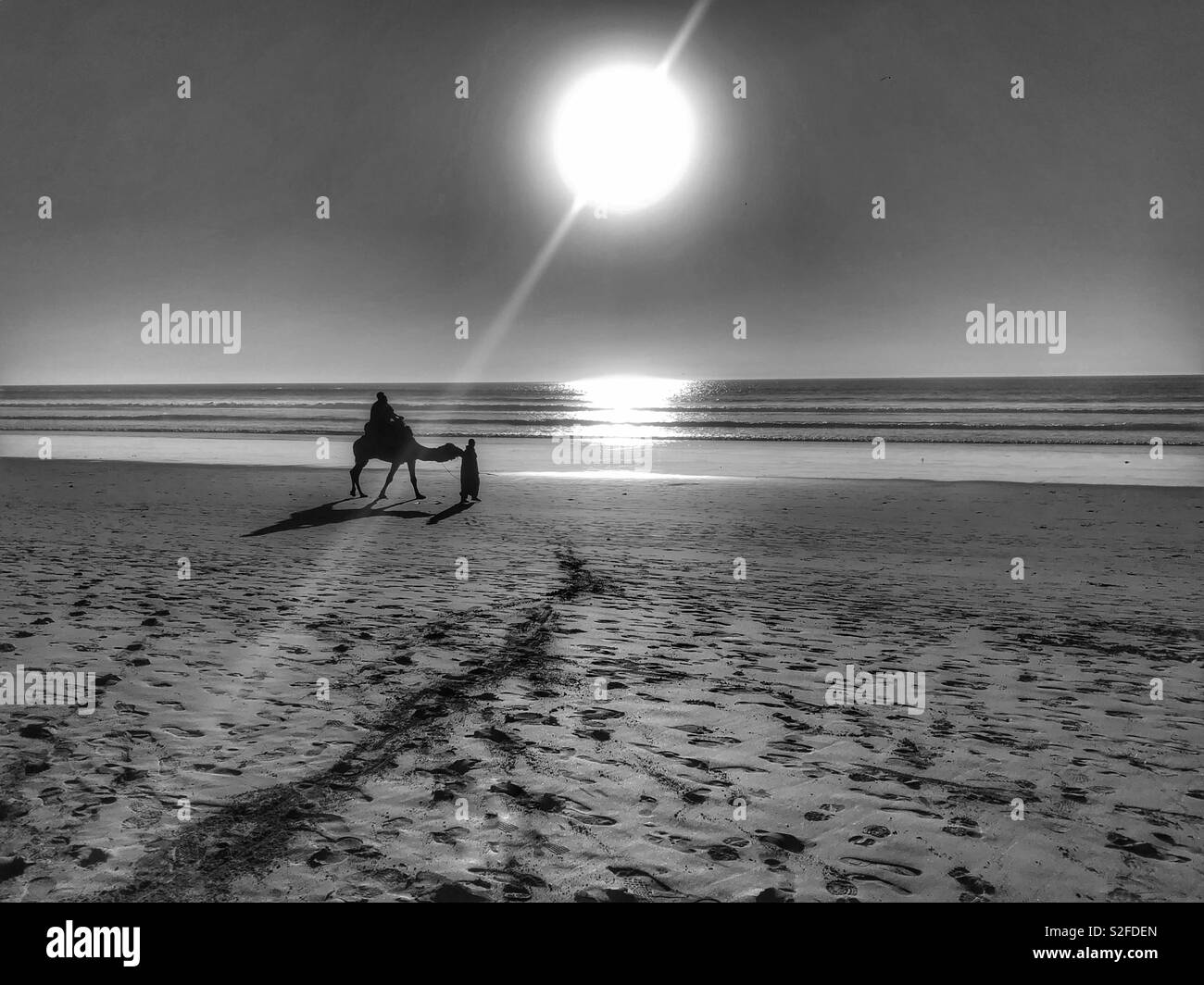 Black and white image of silhouette camel and rider on a beach at sunset - Smartphone Captured Stock Image